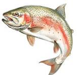 Icône de truite